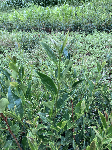 金川製茶　べにふうき　原木