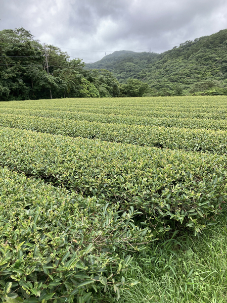 金川製茶　べにふうき茶畑