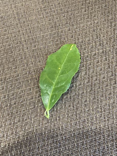 日吉茶園の茶葉