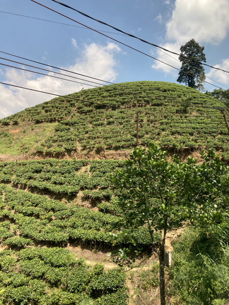 クレイグヘッド茶園２