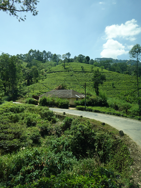 クレイグヘッド茶園　周辺