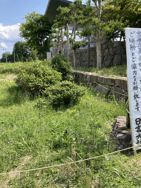日吉茶園 3本の茶樹 日吉茶園 3本の茶樹