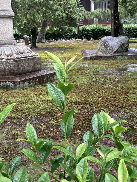 東福寺　茶樹アップ