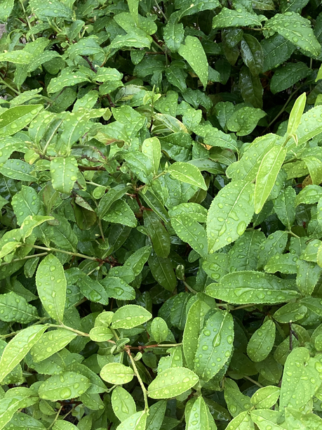 日吉茶園 茶樹 アップ 日吉茶園 茶樹 アップ