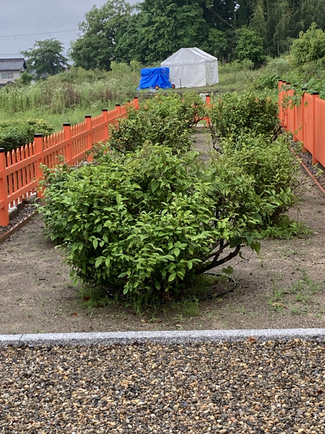 日吉茶園 正面からの茶樹 日吉茶園 正面からの茶樹