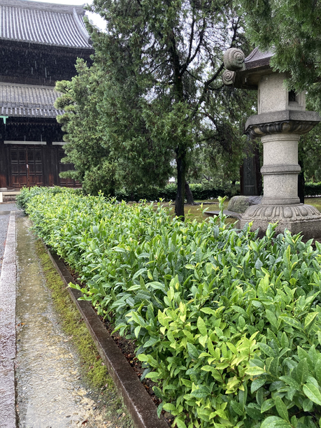 三門前の茶樹　東福寺