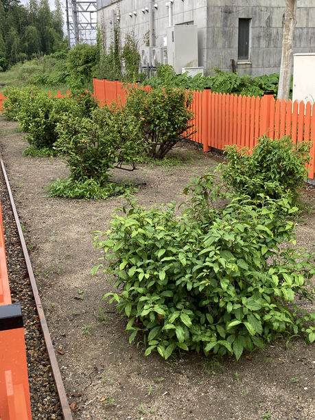 日吉茶園 左からの茶樹 日吉茶園 左からの茶樹