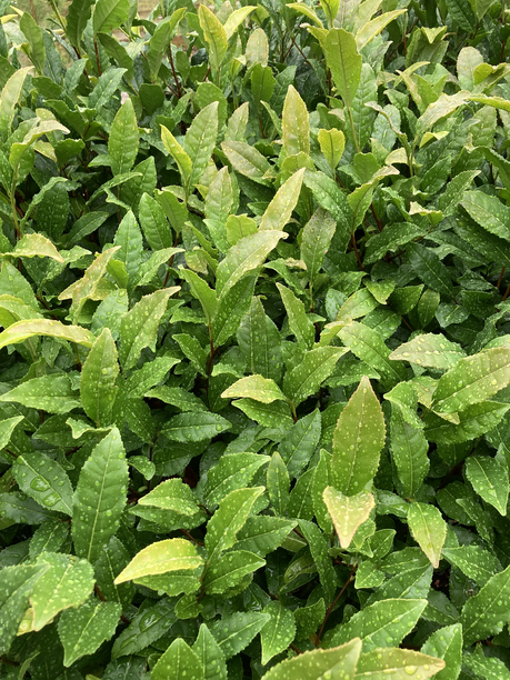 東福寺 茶樹 東福寺 茶樹