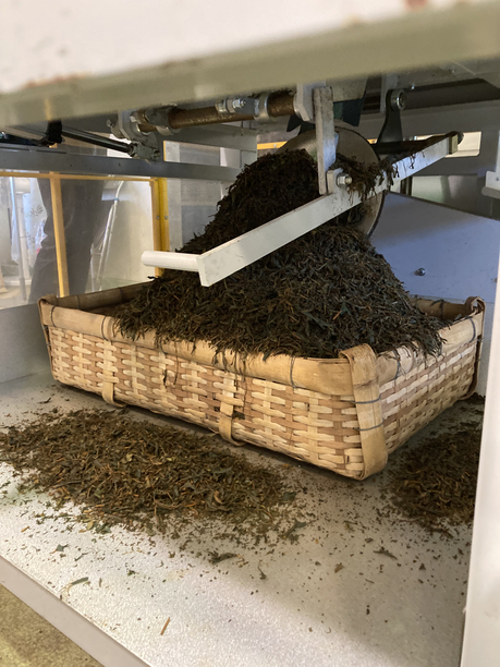 揉捻機から出た茶葉 揉捻機から出た茶葉