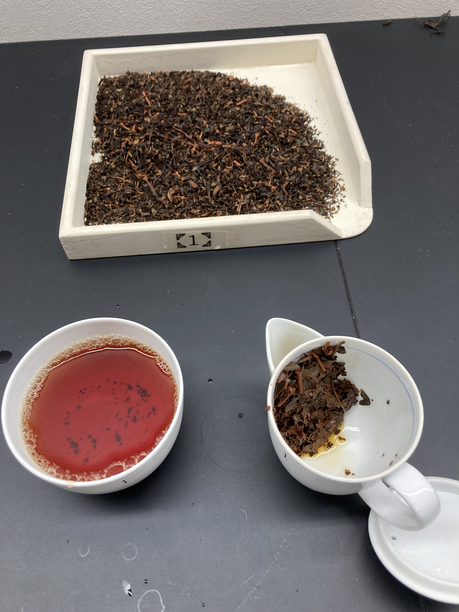 今日製造の紅茶　テイスティング