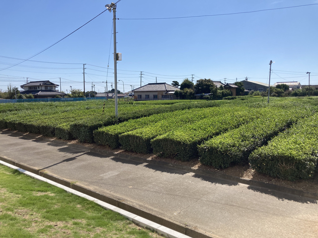 ChaOI-PARC茶畑 ChaOI-PARC茶畑