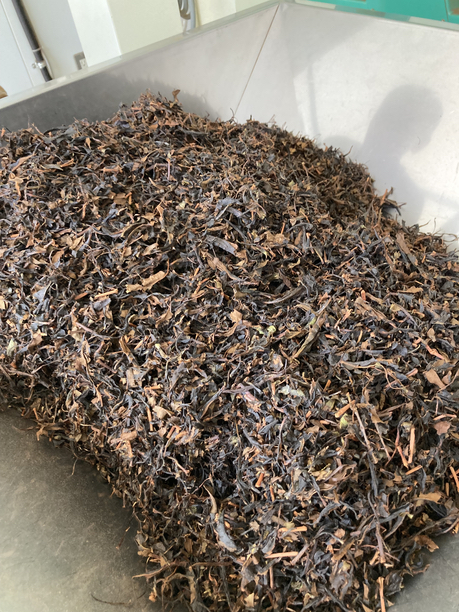 色彩選別機　入れ口の茶葉