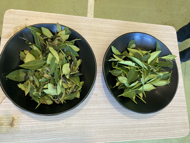 井村園べにふうき