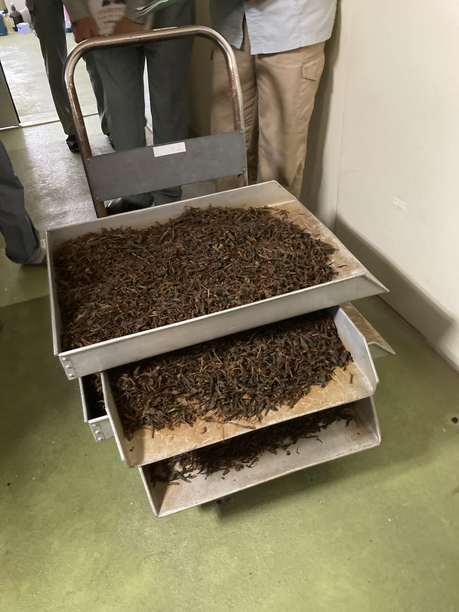 発酵室に淹れる前の茶葉