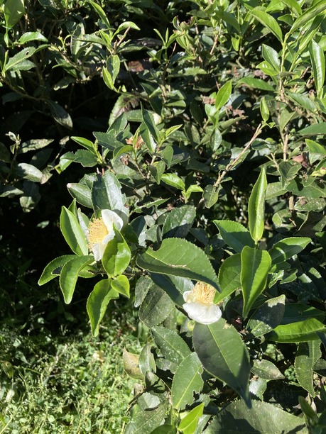 シュリードワルカ茶園　茶花