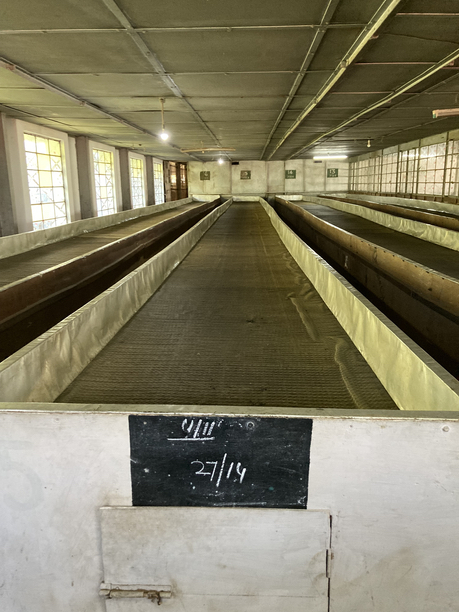 スーム茶園　萎凋槽２
