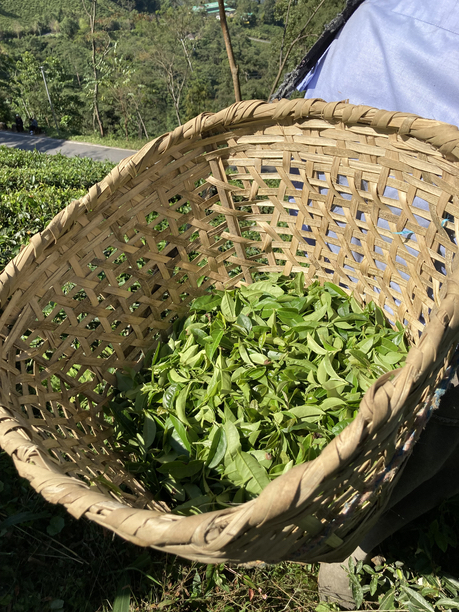 シュリードワルカ茶園　カゴの中の茶葉