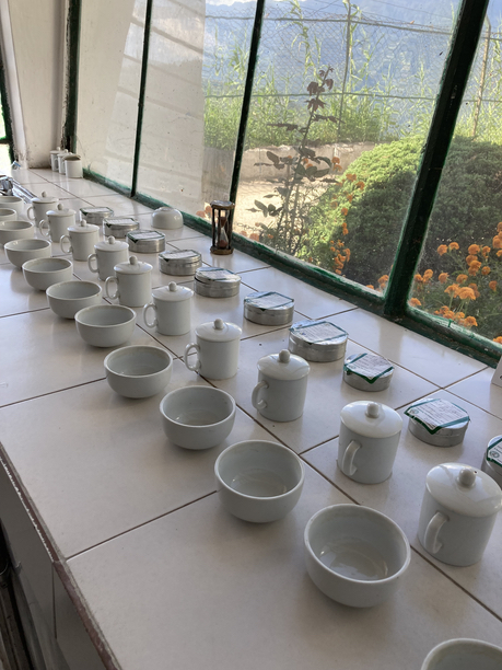 スーム茶園　テイスティング