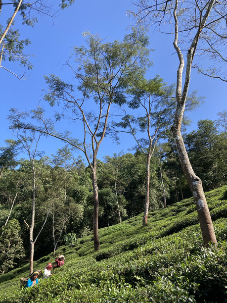 シュリードワルカ茶園　急傾斜