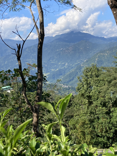 シュリードワルカ茶園　山を望む