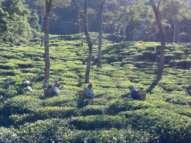 シュリードワルカ茶園 茶摘み シュリードワルカ茶園 茶摘み