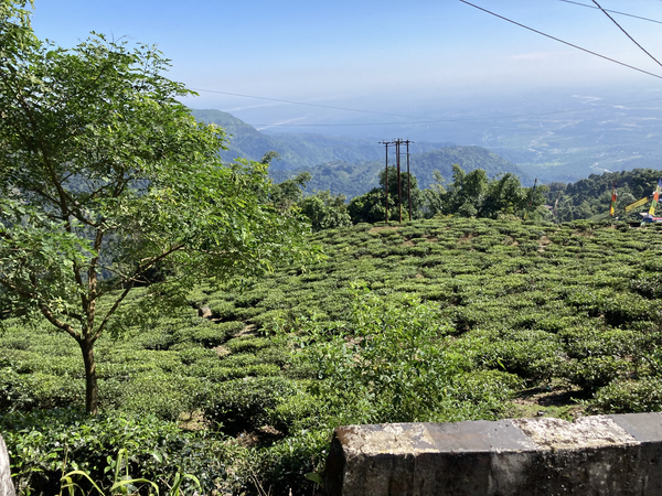 マカイバリ茶園 工場近くの景色 マカイバリ茶園 工場近くの景色