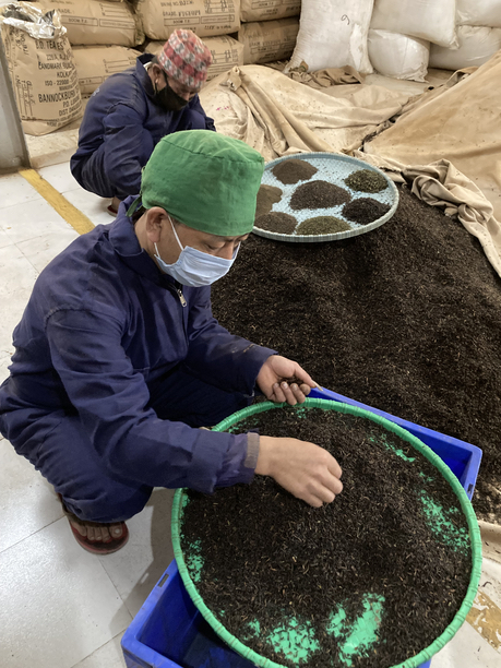 スーム茶園　手作業で茎を取る