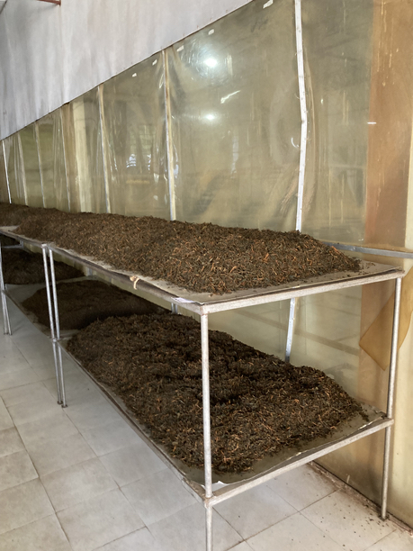 スーム茶園　発酵棚　２