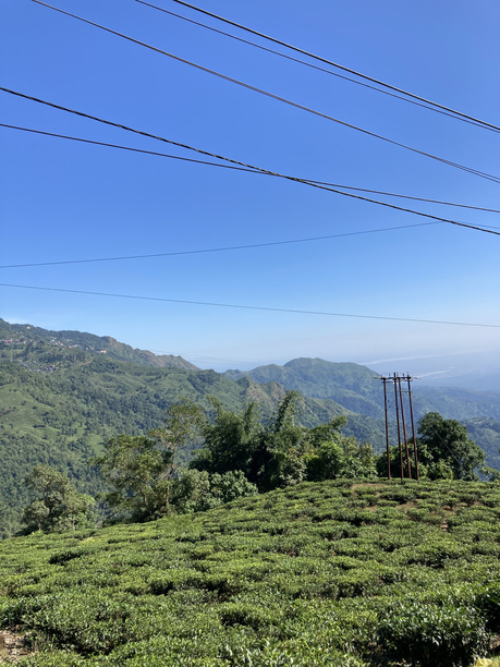 マカイバリ工場近くの茶畑 マカイバリ工場近くの茶畑