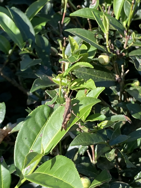 シュリードワルカ茶園　バッタと茶葉