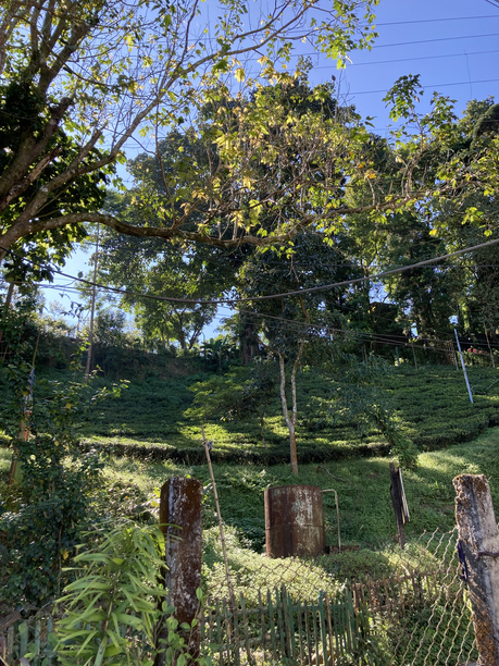 マカイバリ茶園　工場のそばの景色