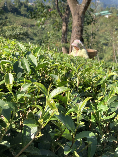 シュリードワルカ茶園　茶葉アップ