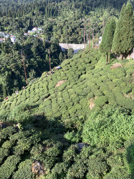 マーガレットホープ茶園　遠景