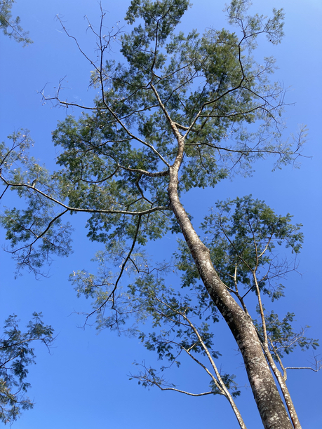 シュリードワルカ茶園　アルビジア