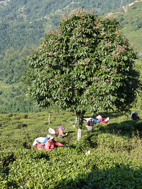 リシーハット茶園　茶摘み３