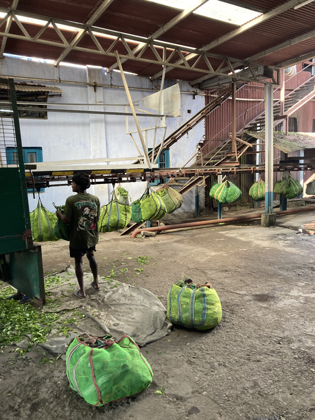 グルマ茶園　集荷した茶葉をベルトコンベアーで運ぶ
