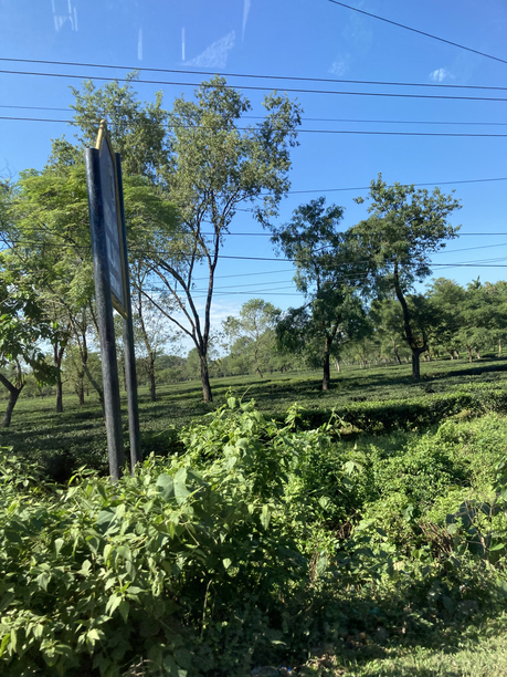 シリグリ茶園　看板２