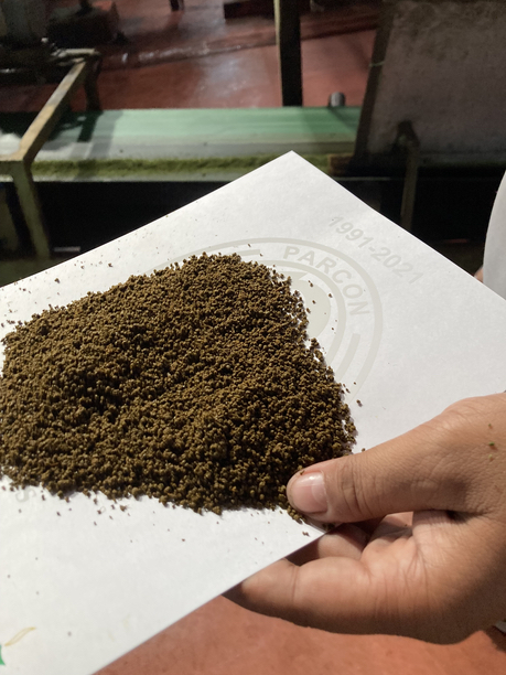 グルマ茶園　発酵後のCTC