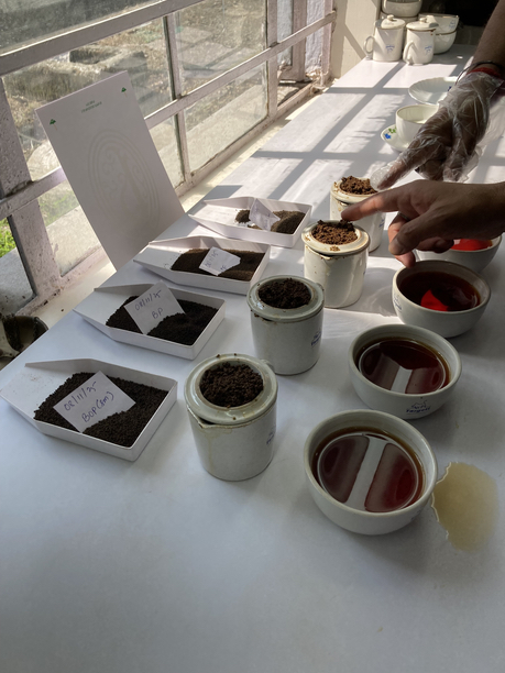 グルマ茶園　テイスティング