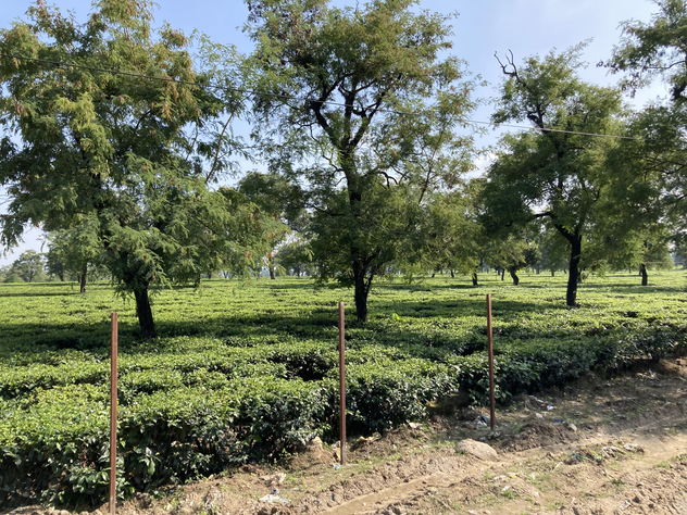 シングリ茶園３