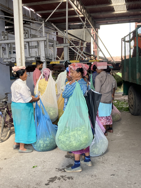 グルマ茶園　プラッカー