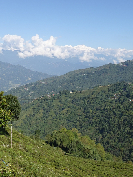 リシーハット茶園からの眺め