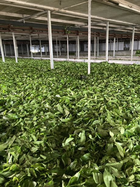 グルマ茶園　萎凋槽
