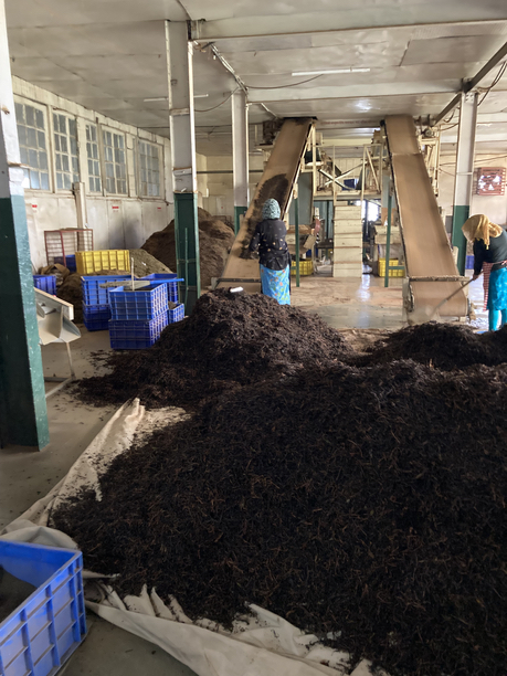 オレンジバレー　ベルトコンベアーで篩い分け機へ