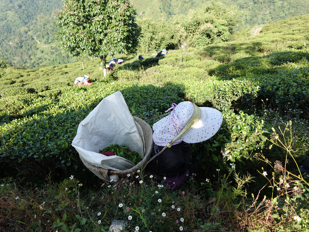 リシーハット茶園　茶摘みアップ