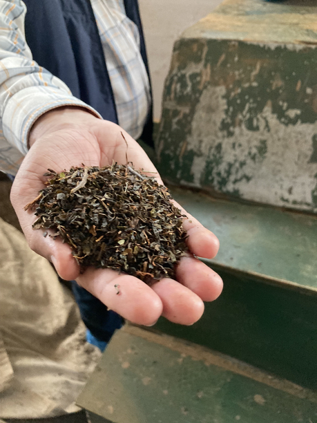 オレンジバレー　異物を取り除いた後のリーフ