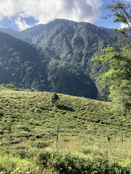 オレンジバレー　茶畑と渓谷