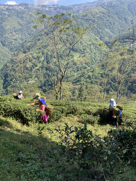リシーハット茶園　茶摘み