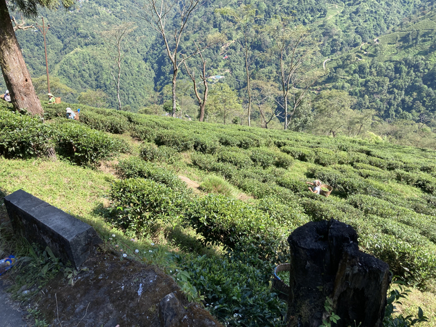 リシーハット茶園　傾斜