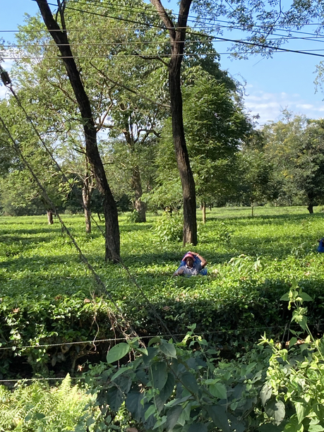 シリグリ茶園　茶摘み